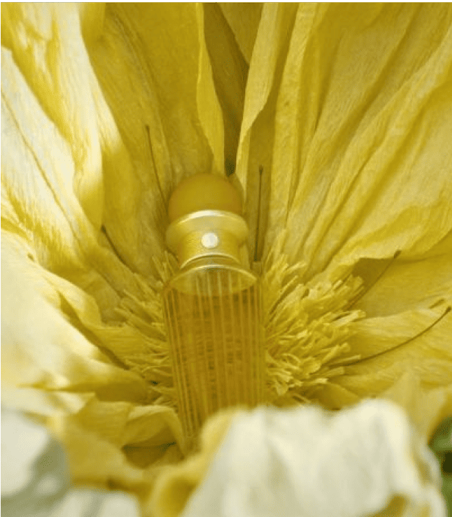 Zan fragrance bottle nestled inside a large yellow flower